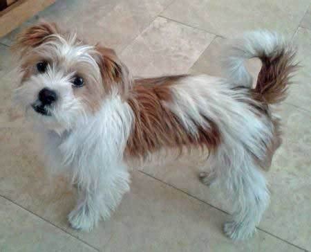 Bert Small Male Maltese x Shih Tzu x Jack Russell Terrier Mix Dog in