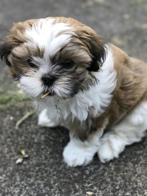 Maltese Shih Tzu Puppies Pictures