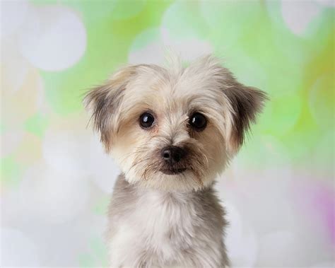 Yorkie Maltese Mix Dog Training Home Dog Types