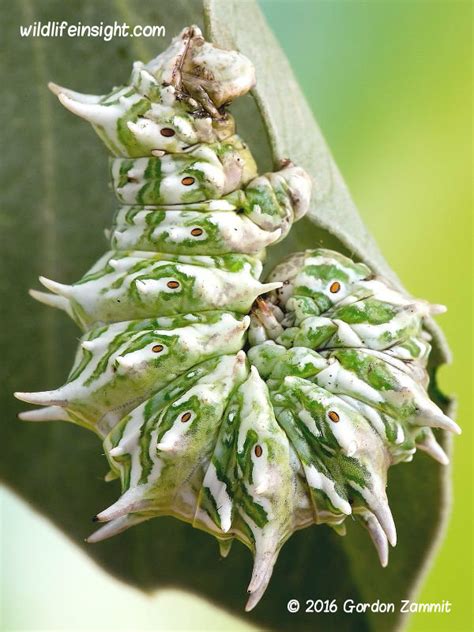 Maltese Ruby Tiger Moth Caterpillar by Gordon Zammit MacroPhoto.co.uk