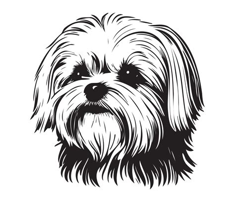 Maltese Dog. Black And White Stock Vector Illustration