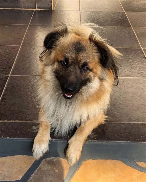 Maltese Large Male German Shepherd Mix Dog in VIC PetRescue