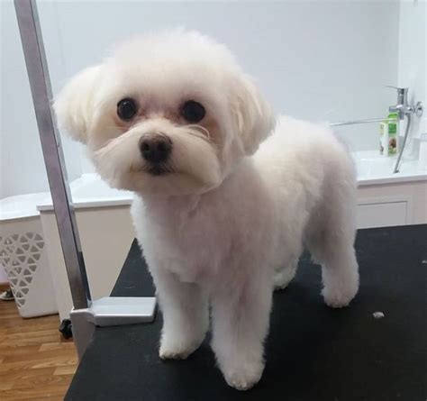 Say hi to Chibi ) Maltese dogs, Maltese puppy, Dog haircuts
