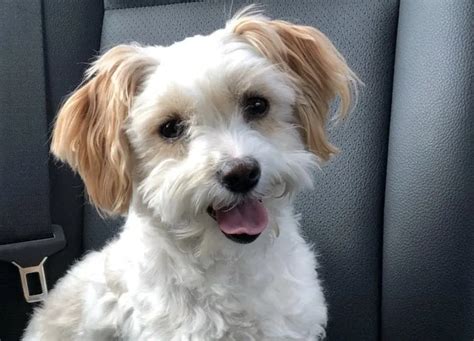 Scollop Medium Female Maltese x Labrador x Australian terrier Mix Dog