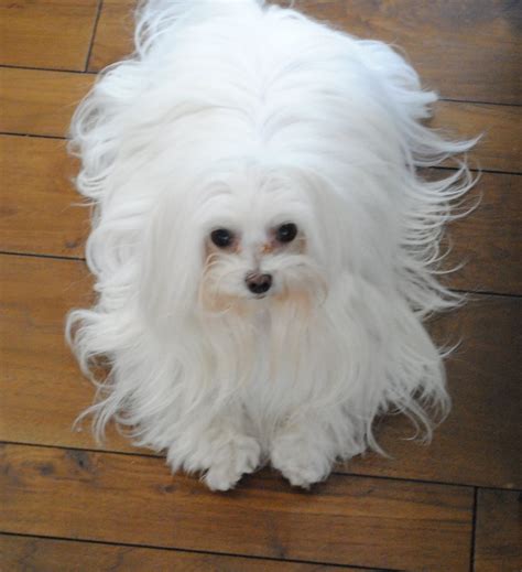 Portrait of a cute white longhaired maltese. The puppy is 4 month old