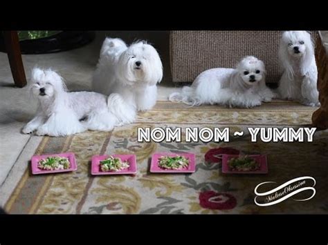 Happy Summer from MO 👋🏻🐾.말티즈 Maltese Obsession Live Feed Test YouTube