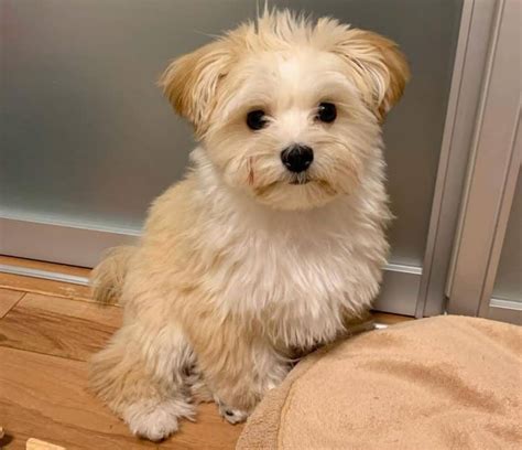 Pomeranian And Maltese Mix For Sale Pets Lovers