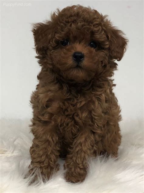 Maltese Poodle Brown: A Unique And Adorable Dog Breed