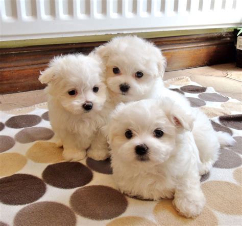 Maltese Poodle Puppies For Sale In Michigan
