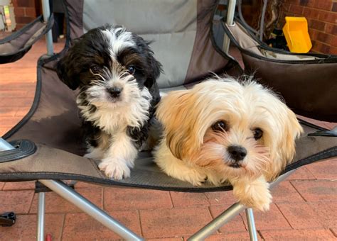 99+ Maltese Shih Tzu Adoption Perth l2sanpiero