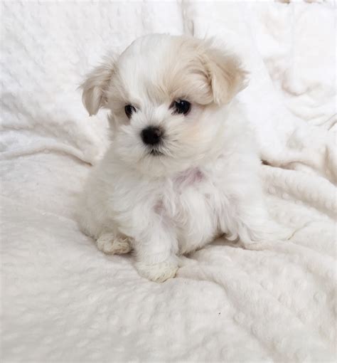 Tiny adorable Maltese puppies for sale in Walthamstow, London Gumtree