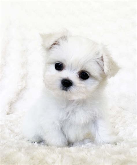 Bring on the Cute Fluffy White Maltese Puppy