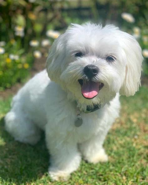 88+ Maltese Summer Cut l2sanpiero