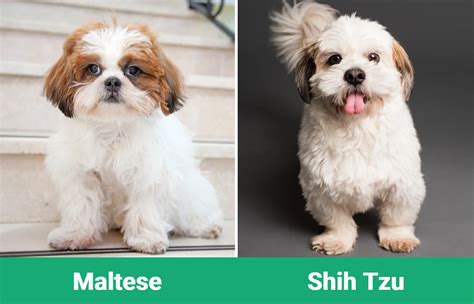 maltese vs shih tzu