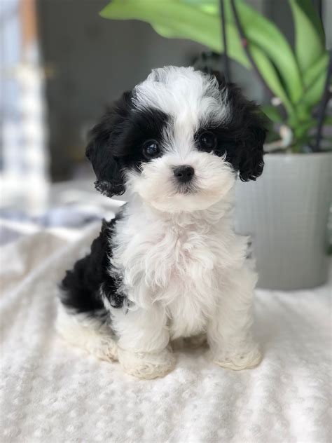 Maltipoo Black And White Puppies - Adorable And Playful Companions