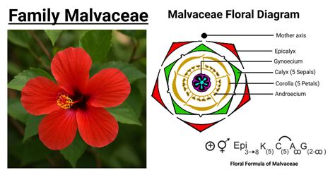 Malvaceae