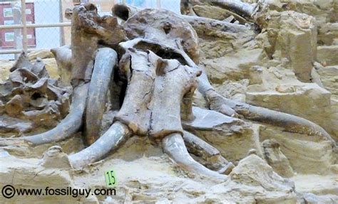 Mammoth Site fossils