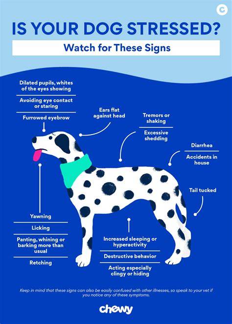 Managing Anxious Dogs