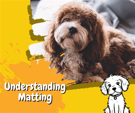 Managing Shedding and Preventing Matting