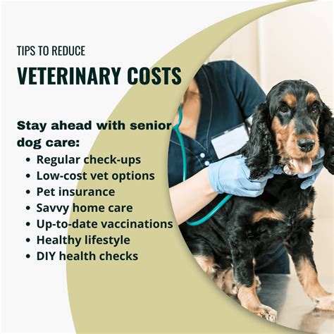 Managing Veterinary Costs for 3 Labradors