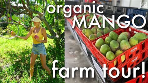 Managing a Mango Farm in Florida