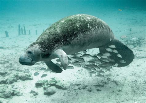 Review: Manatee Snorkeling Tour with Guide & Photographer