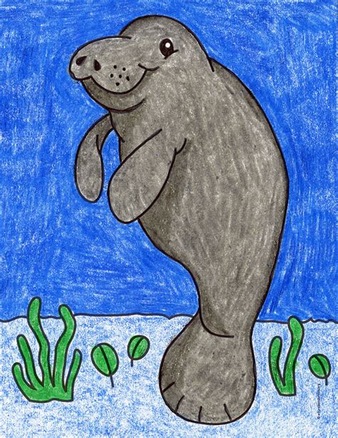 Manatee How To Draw