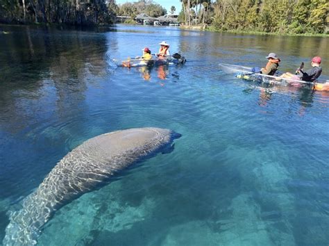 Manatee Tour Experience
