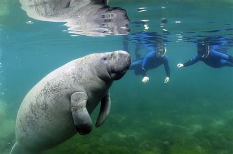 Manatee Tour Guide