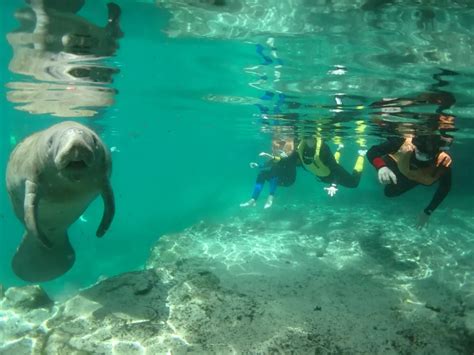 Manatee Tour Steps