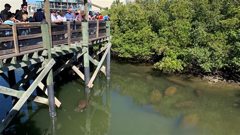 Manatee Watching Etiquette