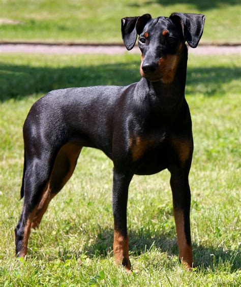 Manchester Terrier Dog Breed Information, Buying Advice, Photos and