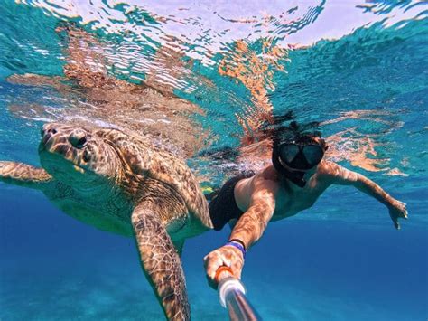 Mancora Turtle Swim Experience