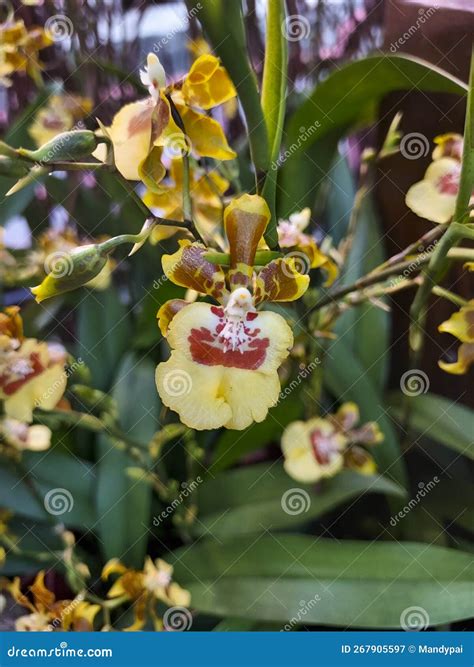 Mandarin Orchid