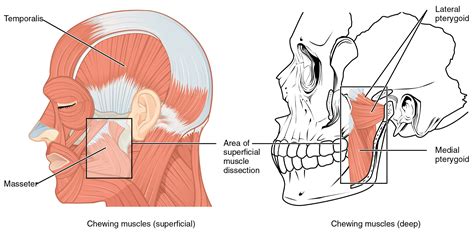 The Mandible Structure Attachments Fractures
