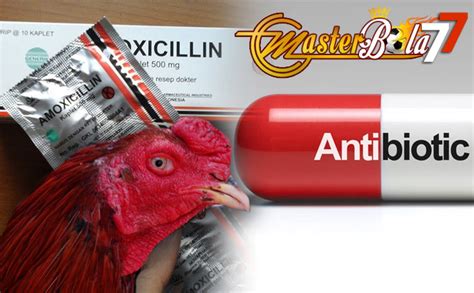 Manfaat Amoksisilin untuk Ayam