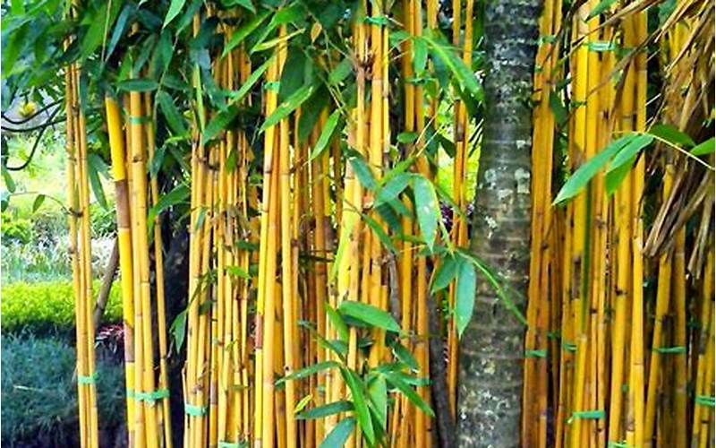 Manfaat Bambu Hias