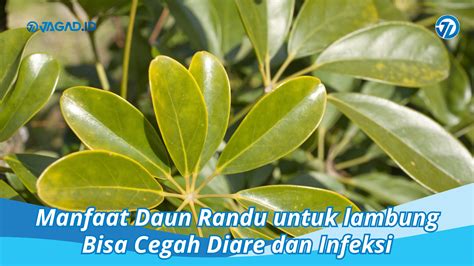 Manfaat Daun Randu untuk Mata