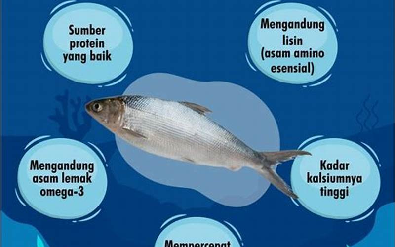 Manfaat Ikan Bandeng Untuk Kesehatan