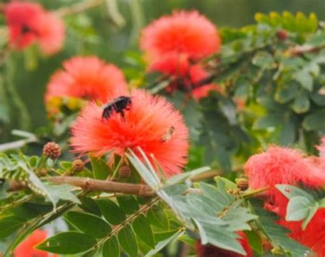Manfaat Madu Bunga Kaliandra untuk Tanaman Taman Inspirasi SAFA