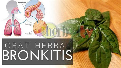 Manfaat Obat Herbal DD untuk Bronkitis