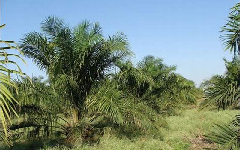 Manfaat Tumbuhan Palm