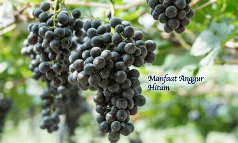 Manfaat Anggur Hitam Anti Inflamasi