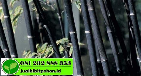 Manfaat Bambu Hitam