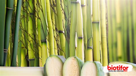 Manfaat Bambu Sebagai Sumber Bioenergi