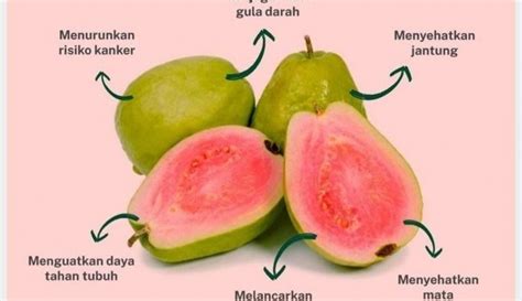 Manfaat Biji Jambu Biji Merah