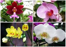 Manfaat Bunga Anggrek