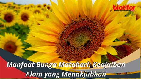 Manfaat Bunga Matahari