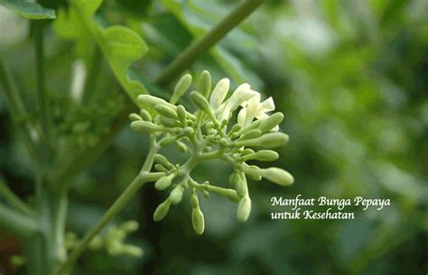 Manfaat Bunga Pepaya