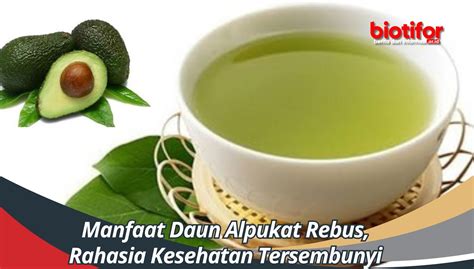 Manfaat Daun Alpukat